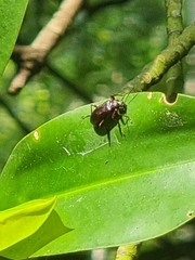 Strongylium erythrocephalum