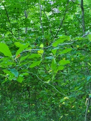 Betula nigra