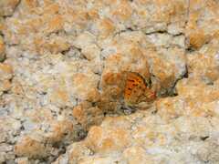 Chrysoritis aethon
