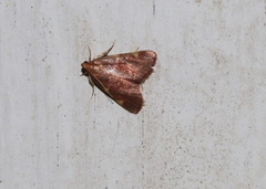 Hypsopygia