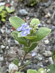 Vitex rotundifolia