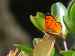 Chrysoritis aethon