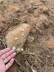 Stephanomeria virgata