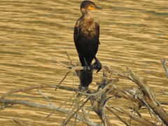 Nannopterum brasilianum