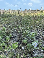 Vitex rotundifolia