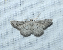 Lobocleta ossularia