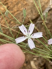Stephanomeria virgata