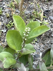 Vitex rotundifolia