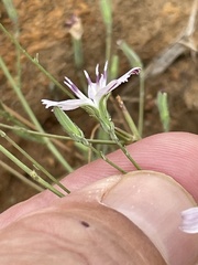 Stephanomeria virgata