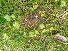 Ranunculus muricatus