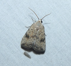 Micrathetis triplex