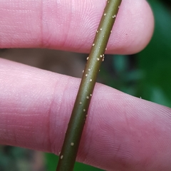 Strophanthus caudatus