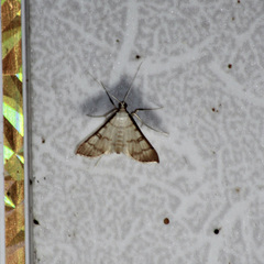 Blepharomastix colubralis