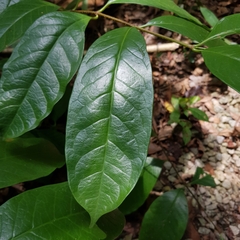Strophanthus caudatus