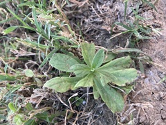 Pulicaria paludosa