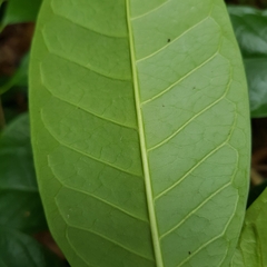 Strophanthus caudatus
