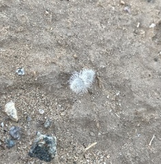 Dasymutilla gloriosa