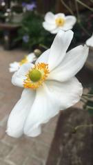 Eriocapitella × hybrida