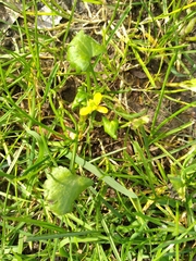 Ranunculus muricatus