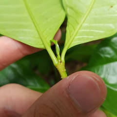 Strophanthus caudatus