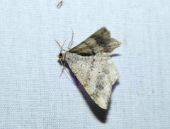 Psamatodes abydata