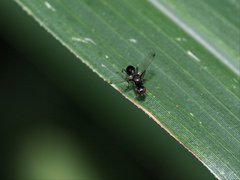 Parapalaeosepsis