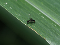 Parapalaeosepsis