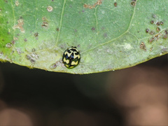 Heterocaria barronensis