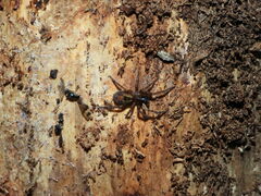 Amaurobius fenestralis