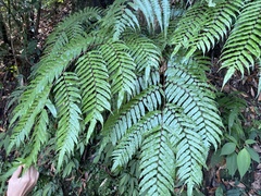 Gymnosphaera podophylla