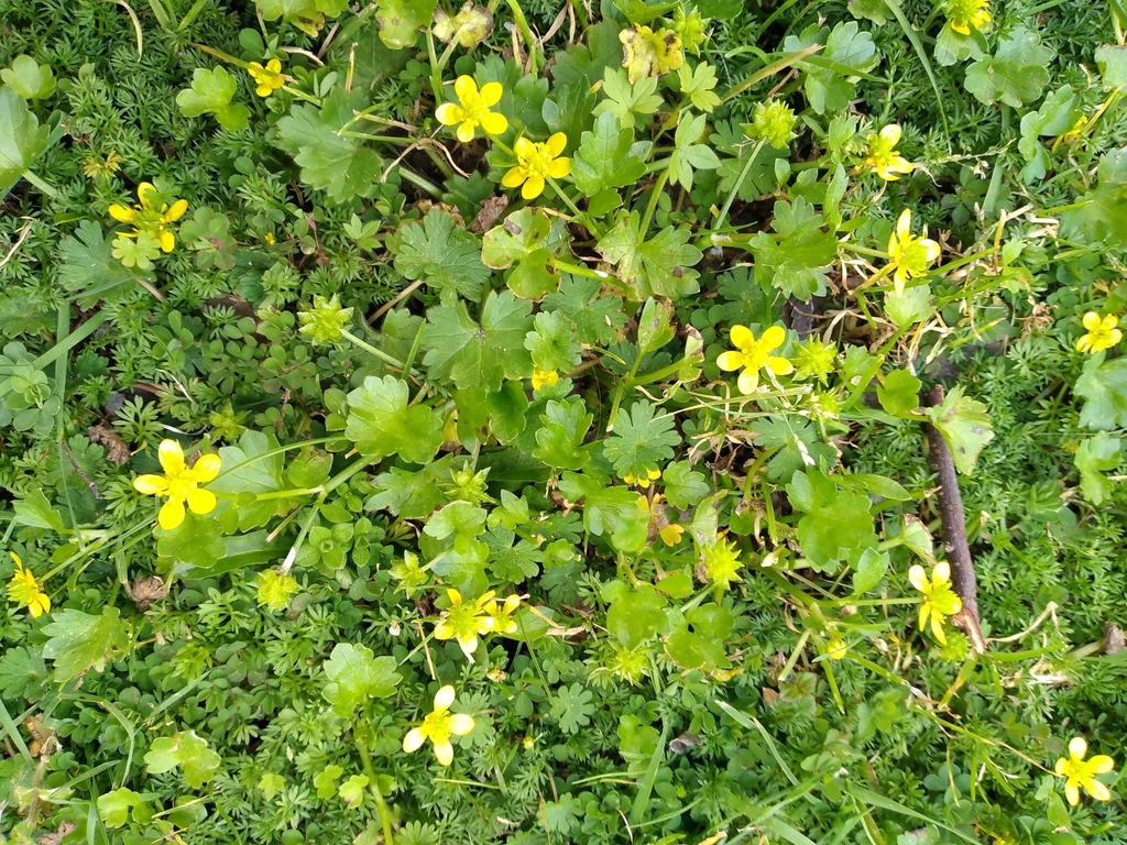 Rough-fruited buttercup from Thorndon, Wellington, New Zealand on ...