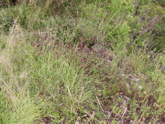Bouteloua barbata