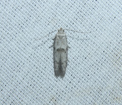 Blastobasis glandulella