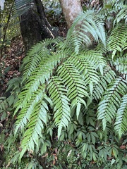 Gymnosphaera podophylla