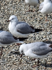 Chroicocephalus novaehollandiae scopulinus
