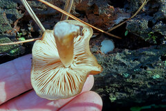 Pluteus