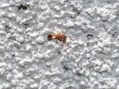 Tetramorium bicarinatum