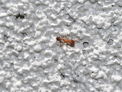 Tetramorium bicarinatum