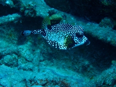 Lactophrys triqueter