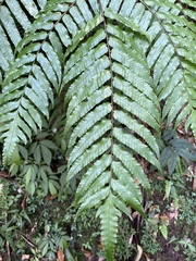 Gymnosphaera podophylla