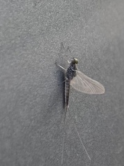 Ephemeroptera