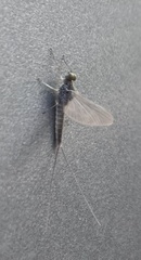 Ephemeroptera