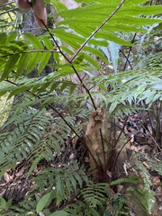 Gymnosphaera podophylla