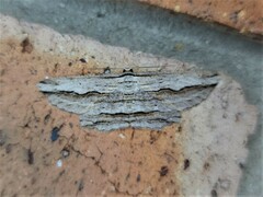 Euphronarcha luxaria