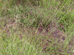 Bouteloua barbata