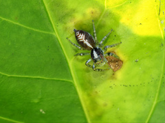 Cytaea