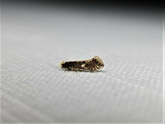 Monopis crocicapitella