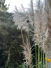 Cortaderia jubata