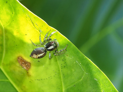 Cytaea