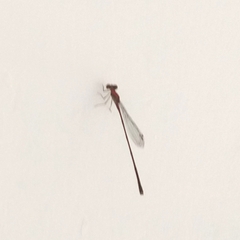 Leptobasis vacillans